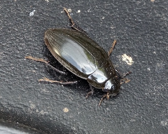great silver beetle